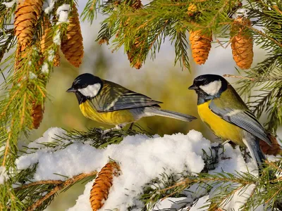 Фотографии синичек зимой: Загрузите впечатляющие JPG