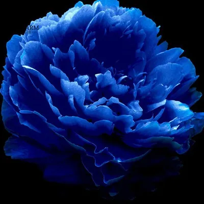 Изображение синих пионов: Фотография с эффектом двойной экспозиции в формате PNG