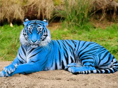 Фотография синего тигра для скачивания в webp