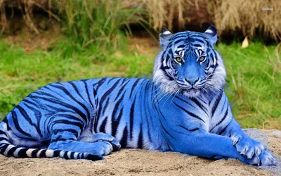 Красивый синий тигр на фото