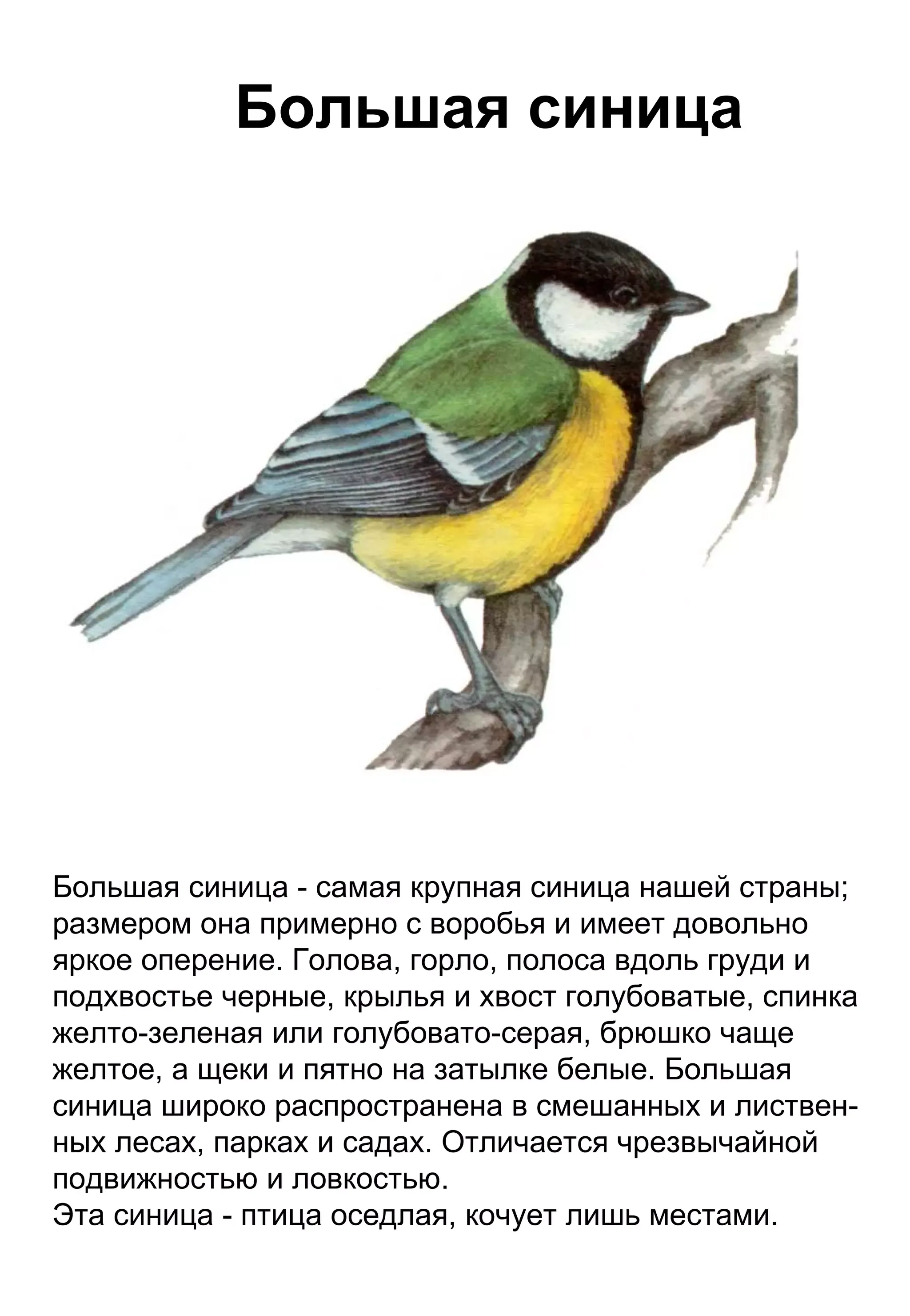 Текст сравнение птиц размер и цвет. Синица описание птицы. Синица описание для детей. Описание синицы. Синица рисунок и описание.