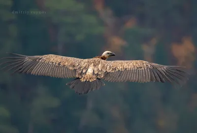 Скачать фото Сип птица в HD качестве