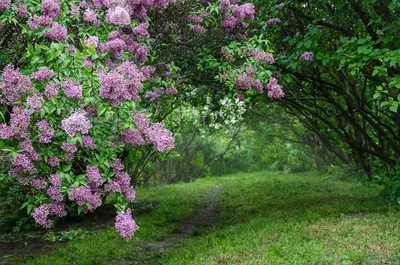 Фото сирени дерева в великолепном качестве