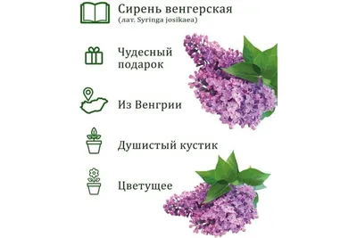 Загадочная сирень: фото, которое заставляет задуматься