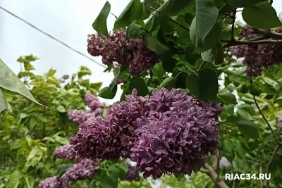 Фото сирени маршала Жукова в хорошем качестве