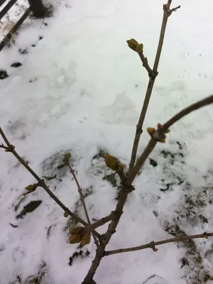 Сирень в снежном обрамлении: зимние фотоэтюды
