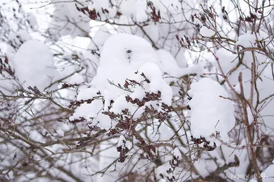 Зимний рай: фотографии цветущей сирени