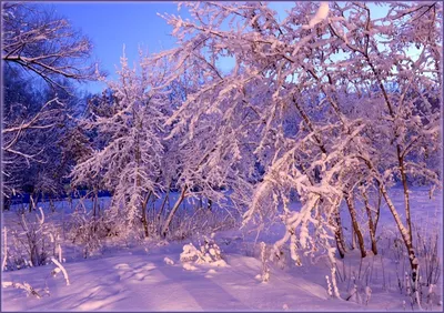 Сирень под сиянием снега: впечатляющие зимние снимки