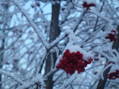 Сирень в морозной эстетике: фотографии зимы