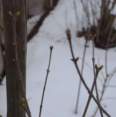 Фотографии зимней сирени: пленительное сочетание цветов