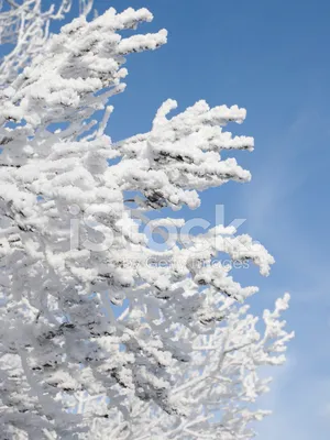 Сирень под покрывалом снега: фотография зимней красоты