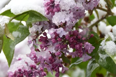 Ледяные кристаллы и цветущая сирень: фотография зимы