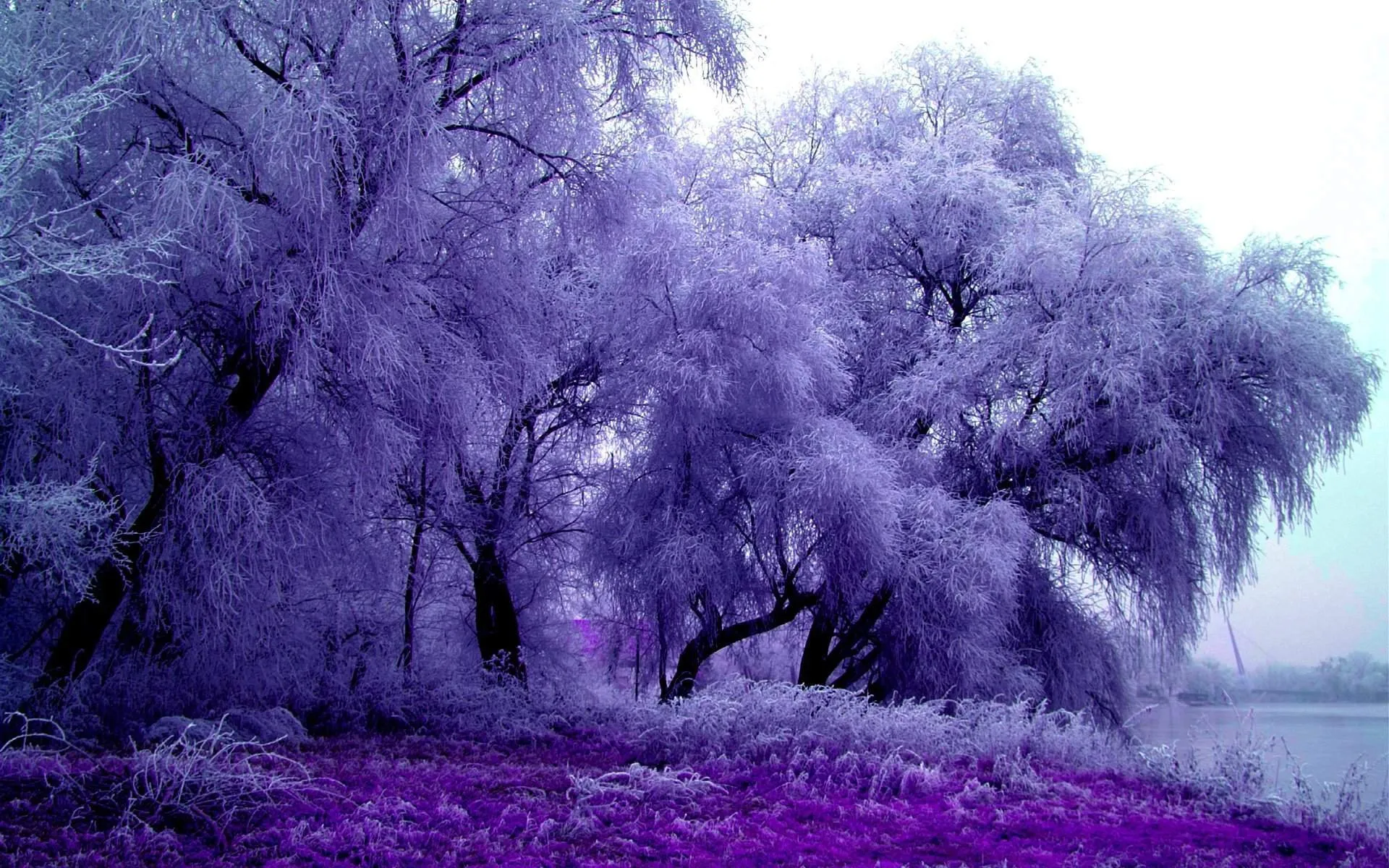 Lilac tree