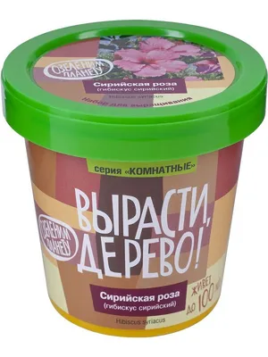 Картинка Сирийской розы: фото в различных форматах