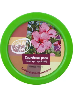 Фото Сирийской розы с возможностью выбора размера и формата
