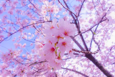 Скачать картинки весна в формате JPG, PNG, WebP
