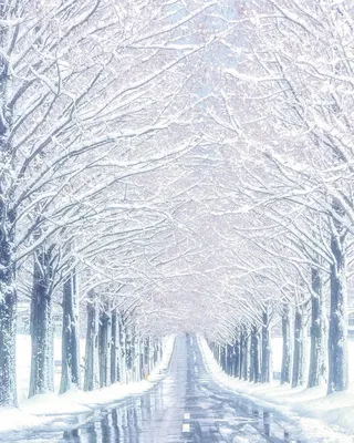 Фото Зимней Красоты: Картинки для скачивания в JPG, PNG, WebP