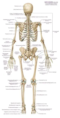 Скелет человека крупно  фото