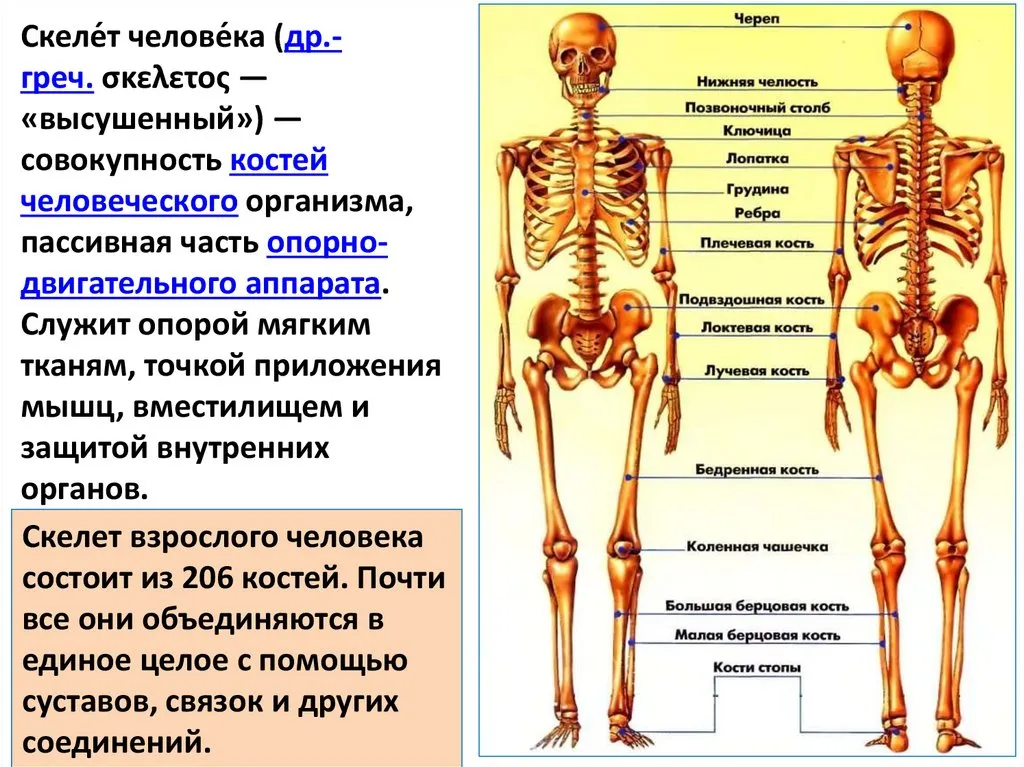 И молодые люди кости человека. Строение костей человека спереди. Скелет название костей основные. Строение человеческого скелета.