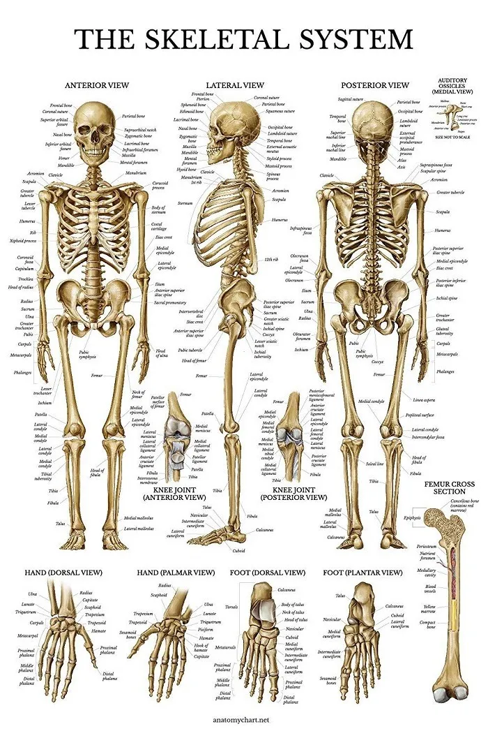 Скелет сзади с названиями костей | Human bones anatomy, Anatomy bones, Human anatomy and physiology