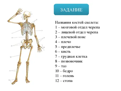 Фото скелета человека: Размеры для скачивания в формате JPG