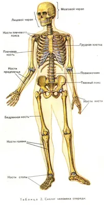 Костный мозг: Внутренняя структура костей