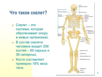 Анатомия плечевого сустава: Связи и движение