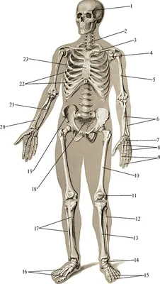 Скелет человека название костей фотографии