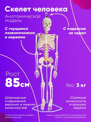 Изучение анатомии: Фотографии костей в высоком разрешении