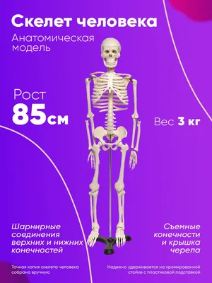 Спинной мозг: Работа центральной нервной системы