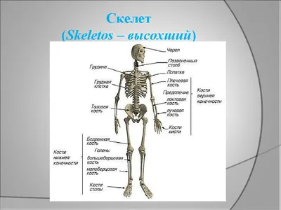 Анатомия костей стопы: Поддержка и передвижение