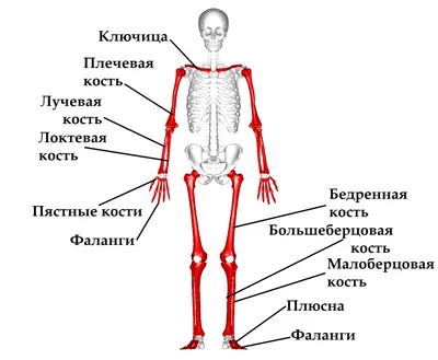 Ребра человека: Защита внутренних органов