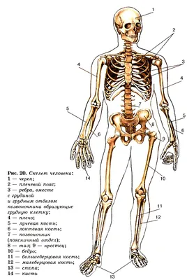 Свежий взгляд на анатомию: Скелет с выбором формата и размера