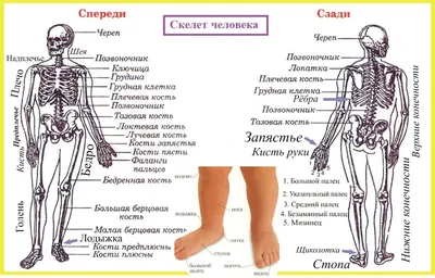 Размеры и форматы: Фотографии скелета на ваш выбор