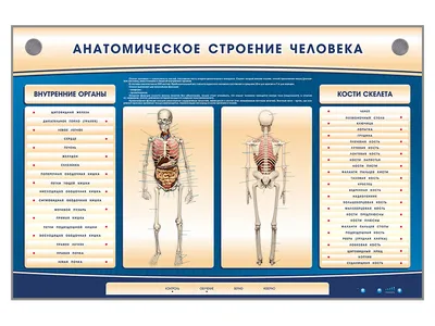 Размер и формат на ваш выбор: Фото скелета и органов