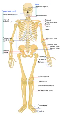 Скелет человека  фото