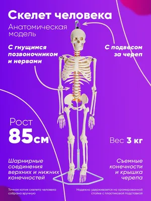 Фото Скелет человека: Выберите формат - JPG, PNG, WebP