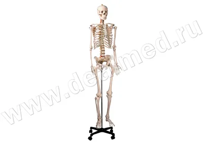 Фото на заказ: Изображение скелета с настраиваемым размером