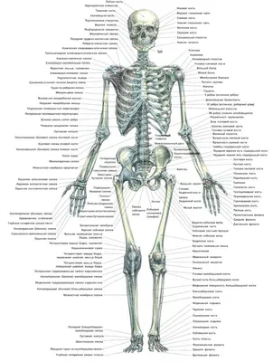 Фотография скелета: Отличное качество в форматах JPG, PNG, WebP