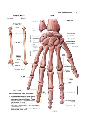 Скелет руки в изображении: Скачивайте красочные фотографии в форматах JPG, PNG, WebP