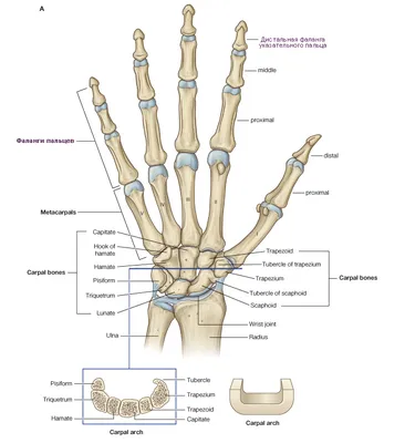 Изображение скелета кисти человека: Скачивайте в JPG, PNG, WebP, настраивайте размер