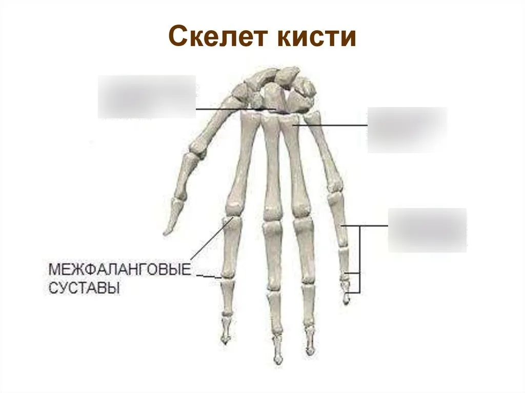 2 пястная кость правой кисти. Пястные кости кисти анатомия. Кисть человека строение костей. Пястная кость строение. Перелом пястной кости мизинца.