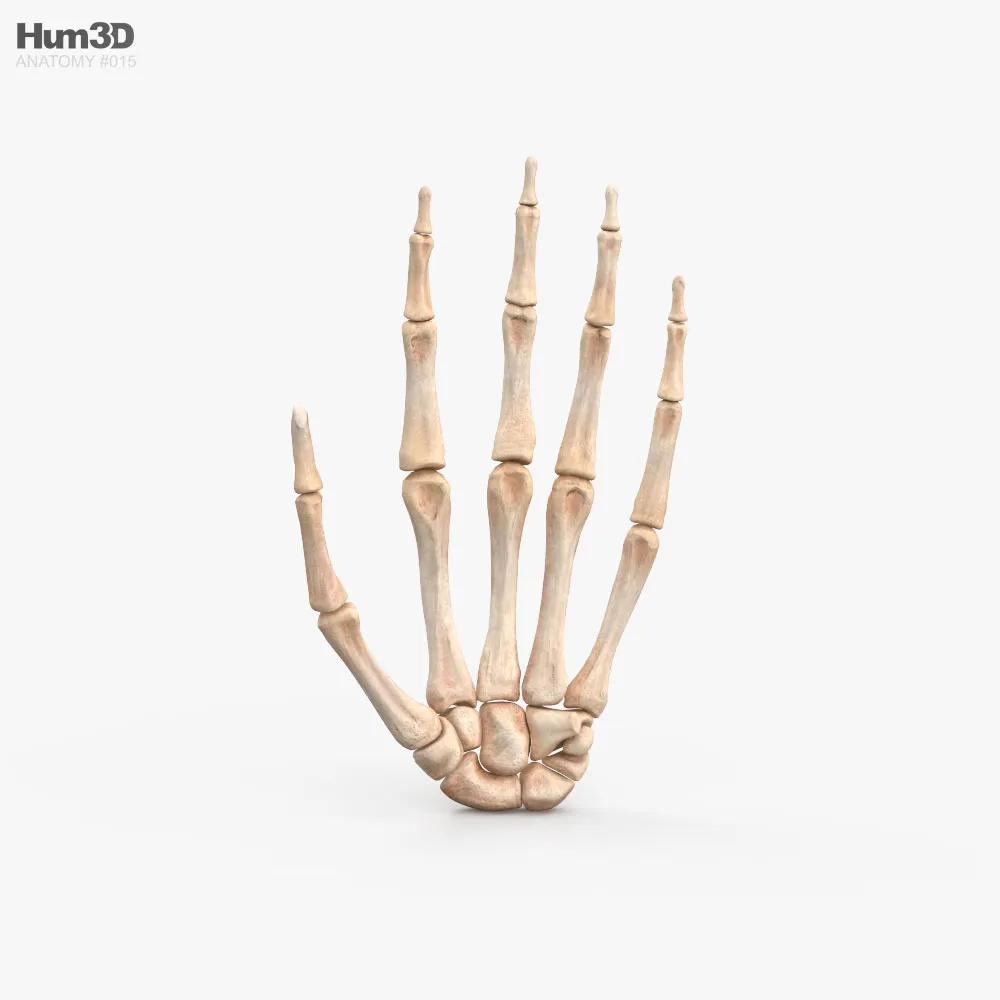 Hand bone. Кость кисть 3д. Кости руки 3д модель. Кисть кости 3d model. Анатомия кисти 3d.