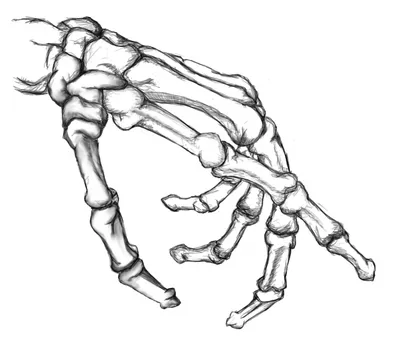 Фотография скелета руки: Размеры по вашему выбору и форматы JPG, PNG, WebP для скачивания