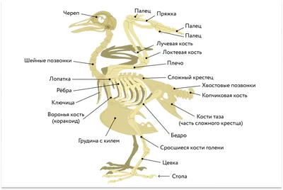 Скачать картинку скелета птицы: webp