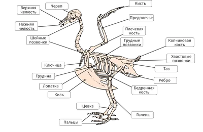 Изображение скелета птицы с возможностью выбора размера: webp