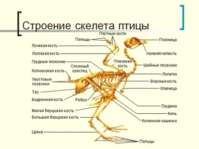 Уникальное изображение скелета птицы: webp формат