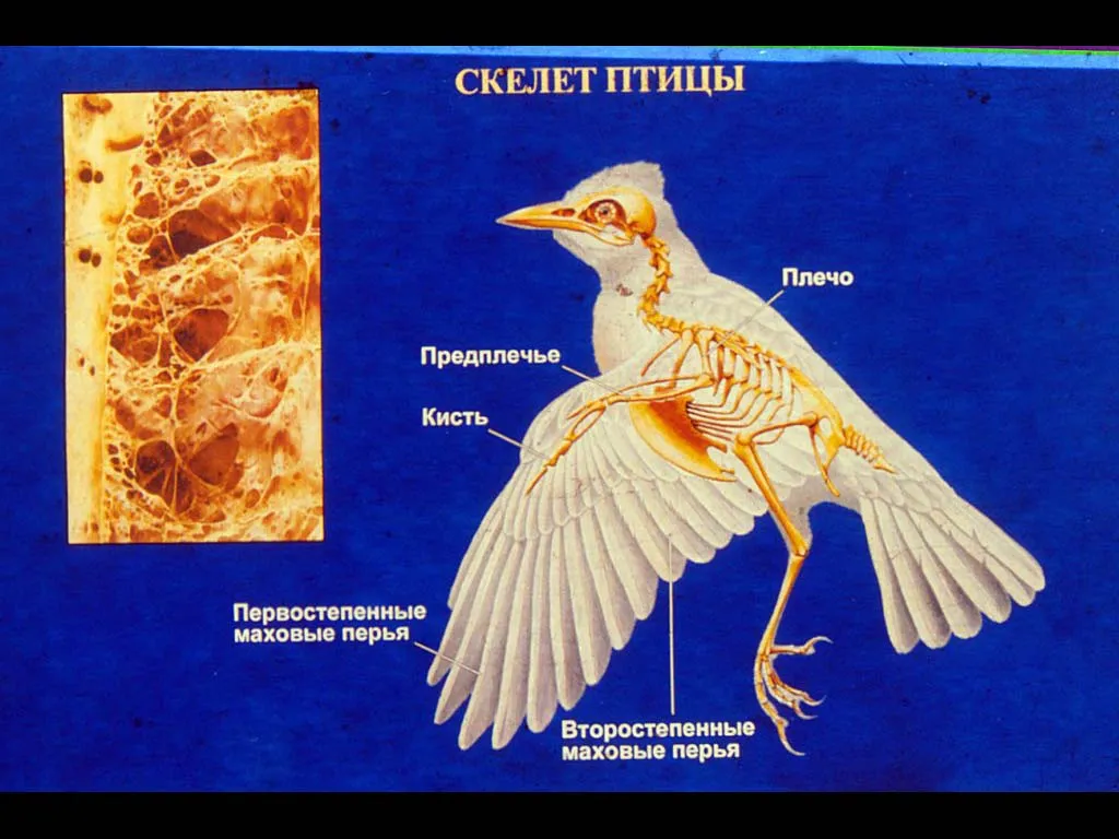 Органы внешнего строения птиц. Строение птицы. Внутреннее строение птиц. Скелет птицы. Строение скелета птицы.