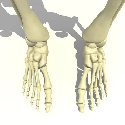 Картинка скелета человеческой ступни для скачивания