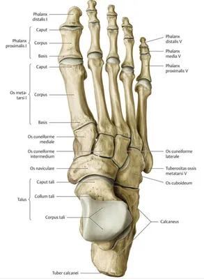 Фотография скелета ступни человека: выберите формат